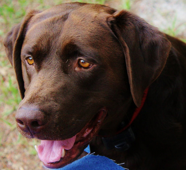 Gallery For > Chocolate Labs With Green Eyes